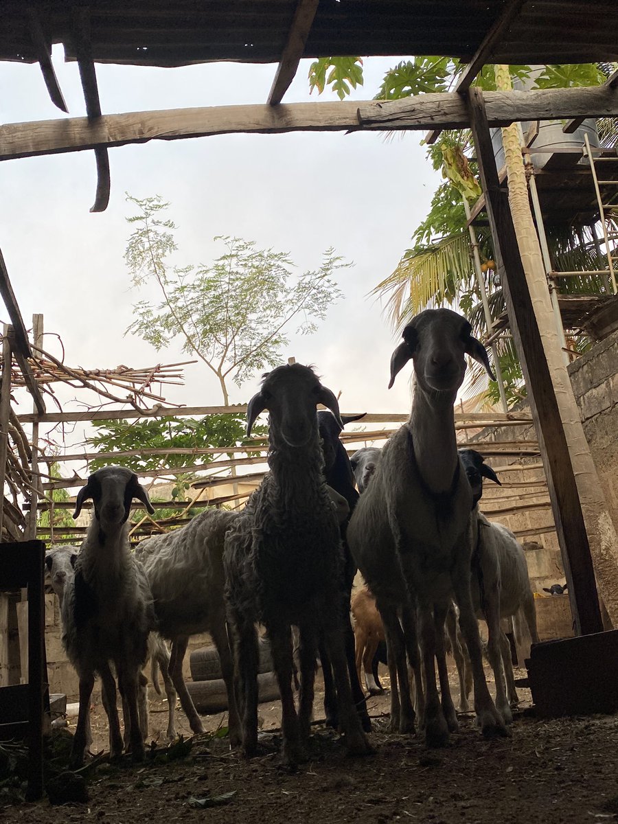 nadrahagro's tweet photo. 🐐 Spotlight on Our Livestock at NADRAH Agro! 🐄

At NADRAH Agro, we believe in sustainable and compassionate livestock farming. Meet our amazing herd of goats, sheep, and cattle, along with our vibrant poultry and catfish! https://t.co/XezDQSUuKg