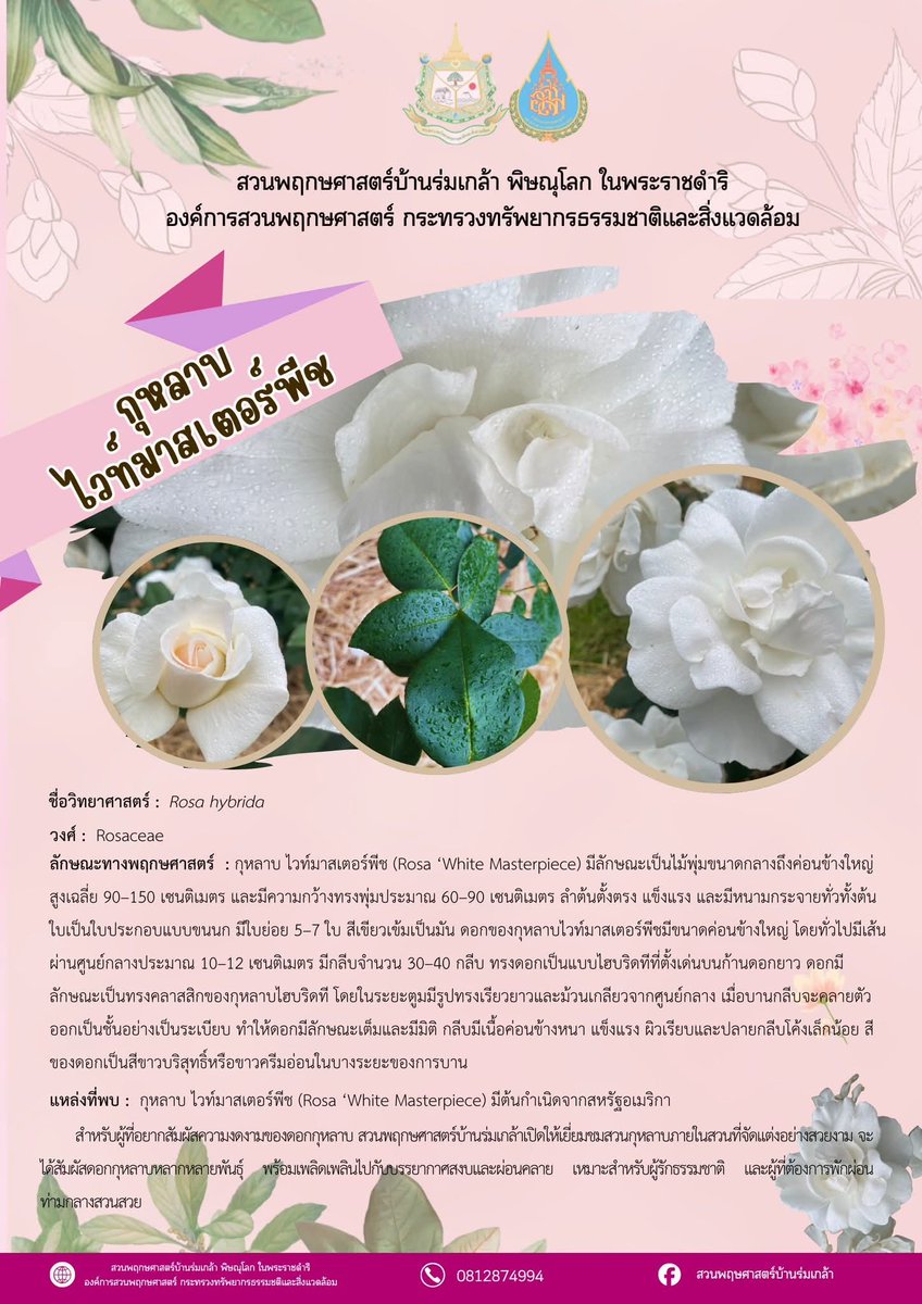 Botanic1234's tweet photo. #กุหลาบไวท์มาสเตอร์พีช  วงศ์ : Rosaceae  สีของดอกเป็นสีขาวบริสุทธิ์หรือขาวครีมอ่อนในบางระยะของการบาน มีต้นกำเนิดจากสหรัฐอเมริกา
: เชิญสัมผัสดอกกุหลาบหลากหลายพันธุ์
พร้อมเพลิดเพลินไปกับบรรยากาศสงบและผ่อนคลาย เหมาะสำหรับผู้รักธรรมชาติ ได้ที่
#สวนพฤกษศาสตร์บ้านร่มเกล้า จ.พิษณุโลก https://t.co/A84DnnMUuy
