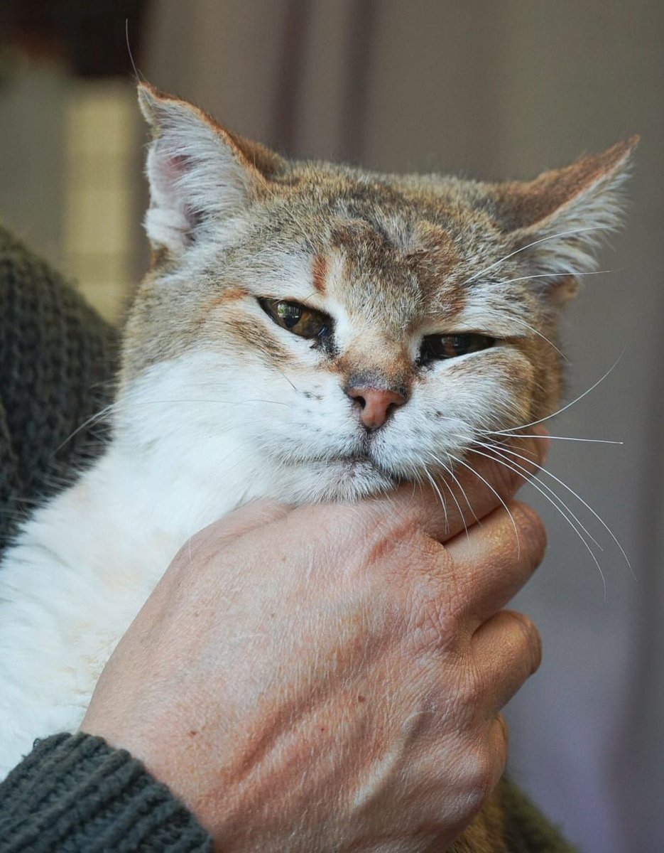 SosAbuelos1's tweet photo. #TARRAGONA
#MINI es una gatita de 7 años, encantadora. La encontraron en las calles y allí no puede vivir, corre peligro de muerte!!, es #sorda. 

A pesar de su semblante, es muy mansa, cariñosa y dulce.
Busca compañía, le gustan los humanos, lo más probable es que la suya, sea una historia de abandono.

Está sanita, está esterilizada y es negativa, pero no le queda ningún diente, por lo que su alimentación debe ser adecuada.

Dale una oportunidad. Pon a Mini en tu vida

Contacto; progatgossantjaume@hotmail.com
