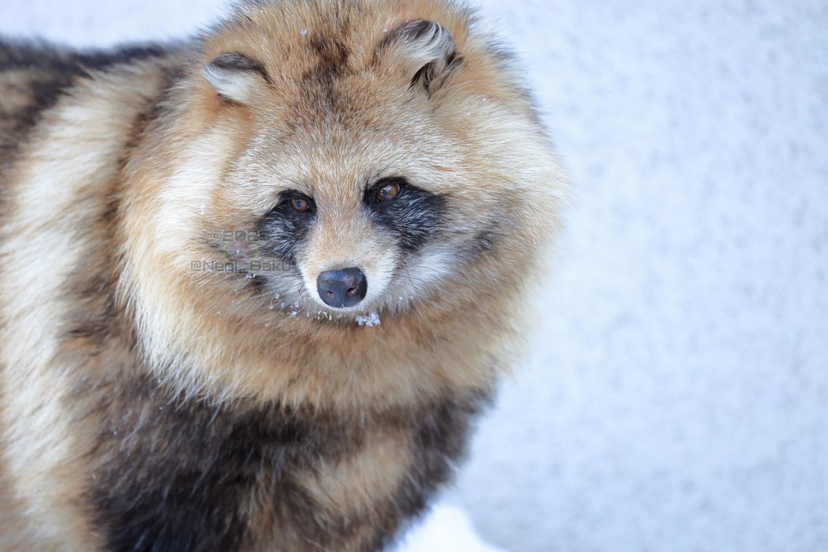 外に誘い出されたユキ #たぬ金曜日 #円山動物園 #エゾタヌキ #タヌキ