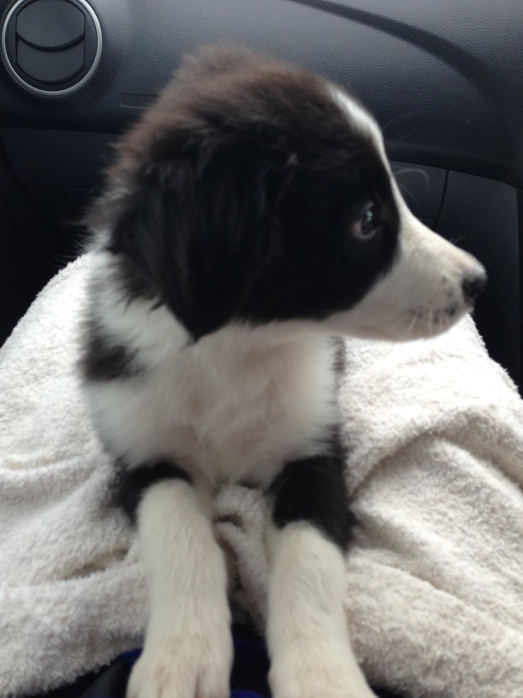 unarmoredfacade's tweet image. ── ☆.ᐟ   

                  Scarlette Avril. 12.22.25
                  ⤿Moalboal, Philippines 

                 Hours of travel from davao to 
                 moalboal with my baby jabi 
                 and z, the juskopo driver.
         ㅤ