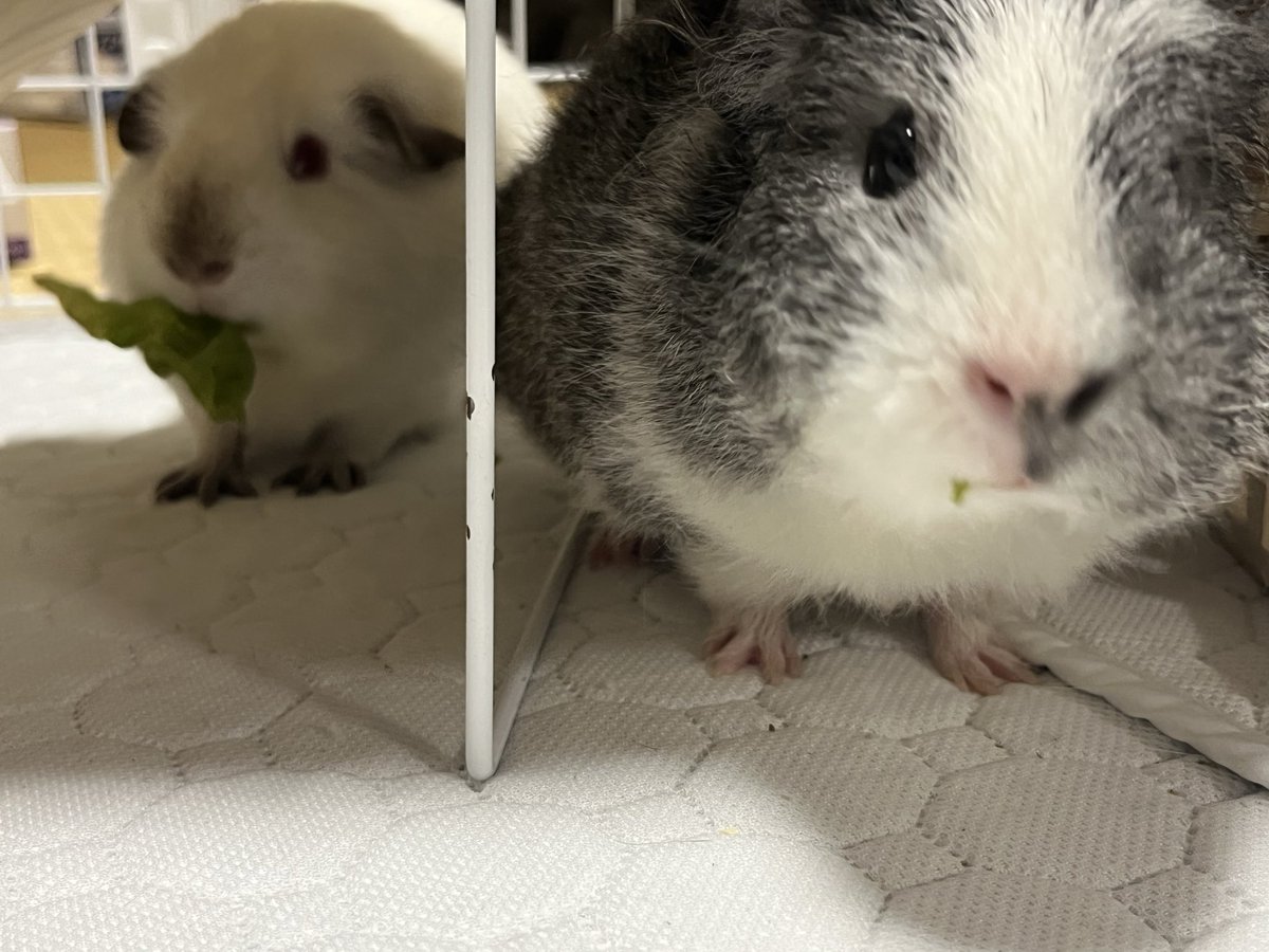 蟹場/ぼこぺん (@bokopenmoru) on Twitter photo 