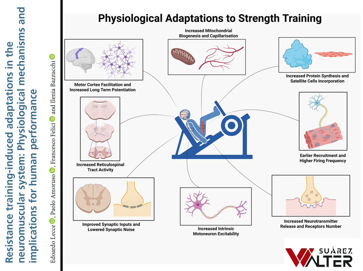 a_fisiolog57853's tweet image. ENTRENAMIENTO DE FUERZA Y SISTEMA NEUROMUSCULAR

¡¡¡A leer, zagales!!!

waltersport.com/investigacione…