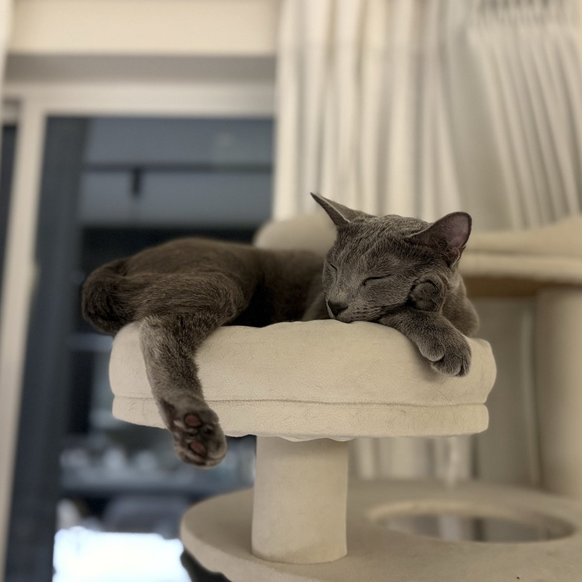 ロシアンブルーのシアン🐈‍⬛ (@kana_cosme123) / Posts / X