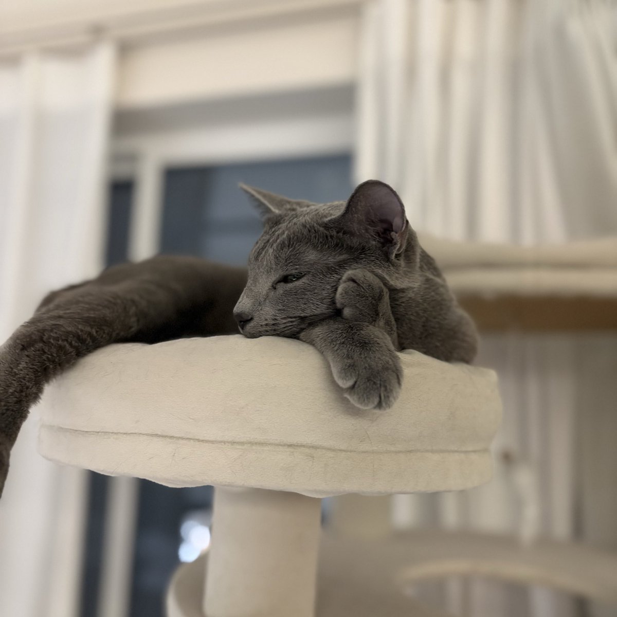 ロシアンブルーのシアン🐈‍⬛ (@kana_cosme123) / Posts / X