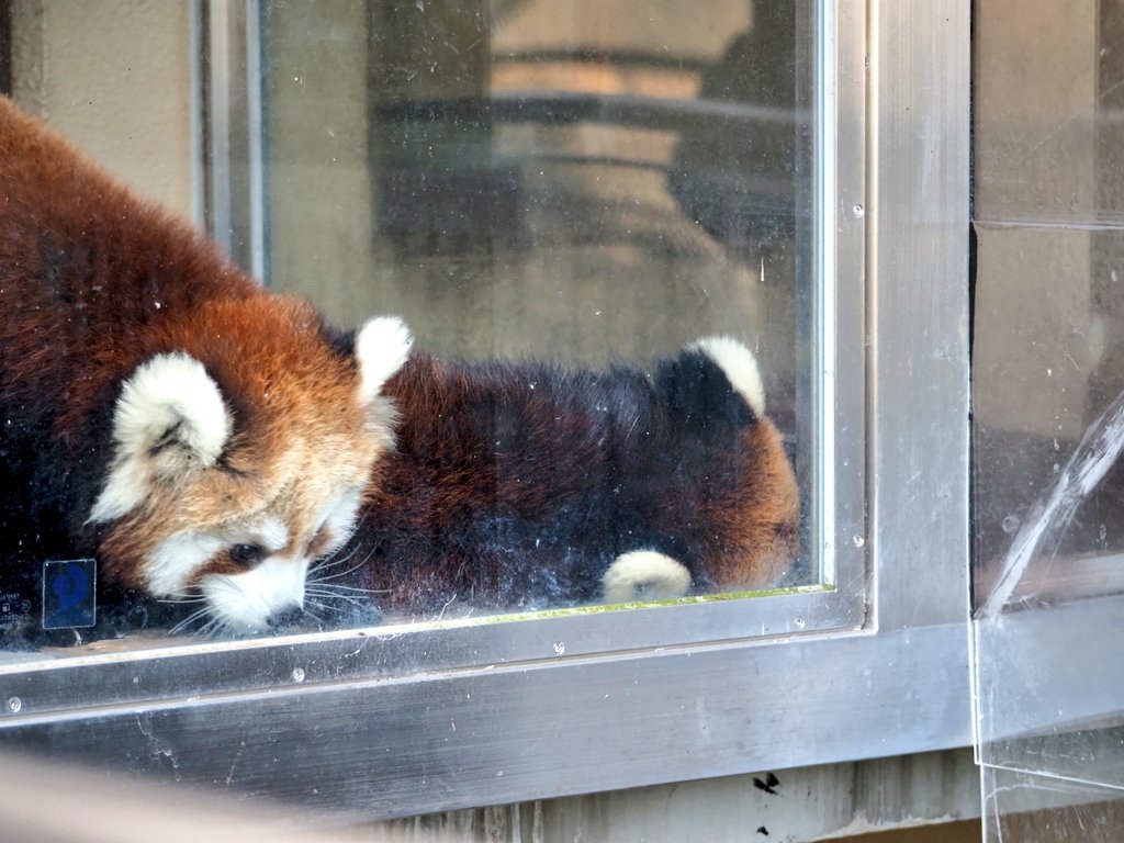 和「ニコちゃんのそばに知らん毛玉が！」
ななこ「毛玉でーす」
ニコ「うちの毛玉になにしてんの」
和「ｽﾝﾏｾﾝｯ!!」

#レッサーパンダ
#redpanda
#日本平動物園
#和 #ニコ #ななこ
#知らん毛玉