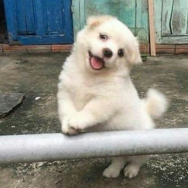 น่อเอ๊ย