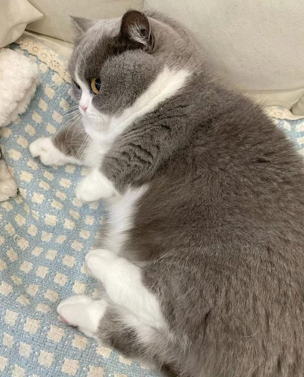 cutest cats tweet media