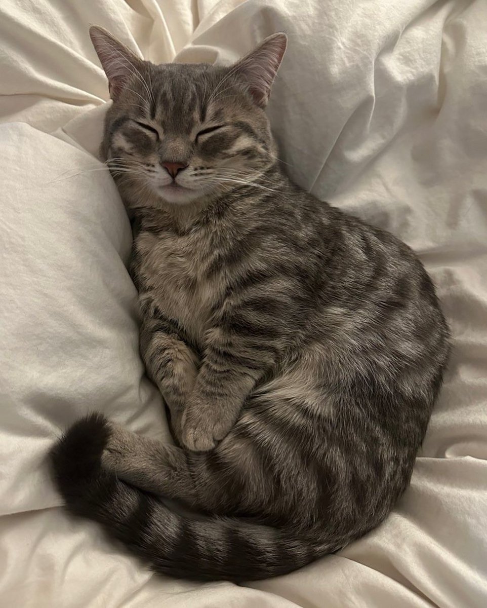 cutest cats tweet media