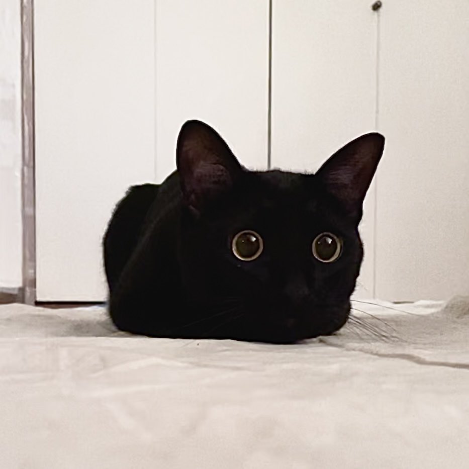 今日のにゃんこ】 一頭身すぎて「くろねこ饅頭 」になってる。 こぐま