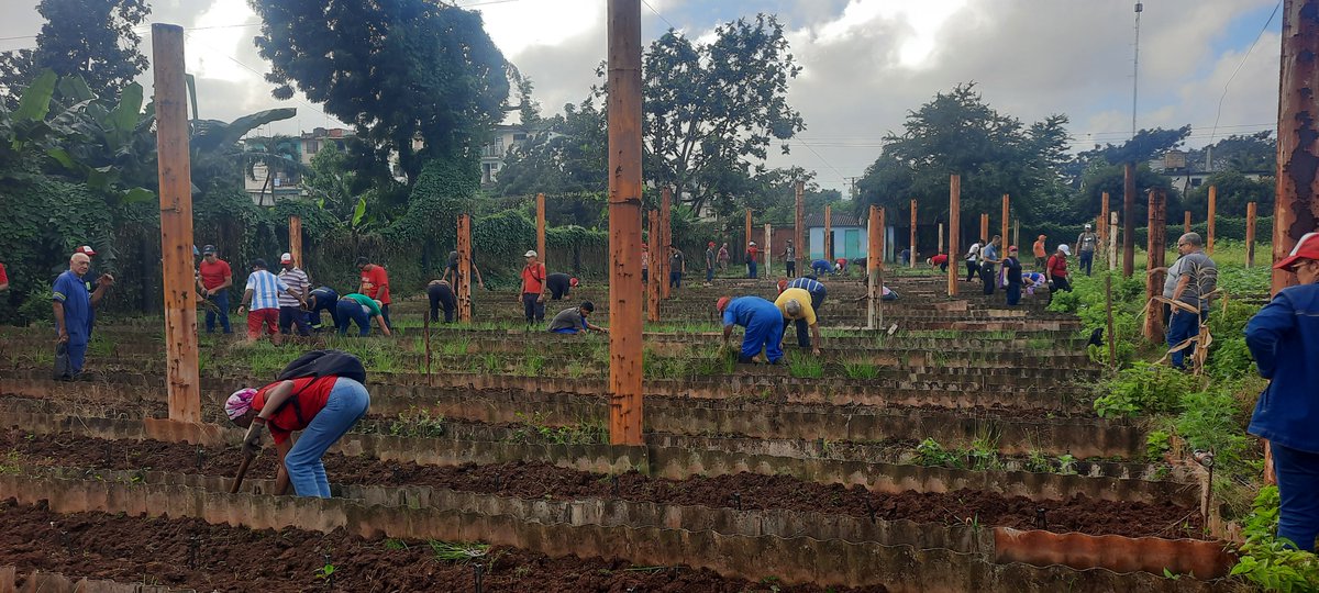 Amplia participación de trabajadores de la <a href="/EcgMinera/">ECG Minera "Incansable por Naturaleza"</a>  y la <a href="/ecgproteccion/">ECG Dirección Seguridad y Protección</a> en jornada de trabajo voluntario en el organoponico El NIM, en apoyo al Programa de Soberanía Alimentaria y en saludo al 40 Aniversario de la <a href="/EcgMinera/">ECG Minera "Incansable por Naturaleza"</a> y 67 del Triunfo de la Revolución.