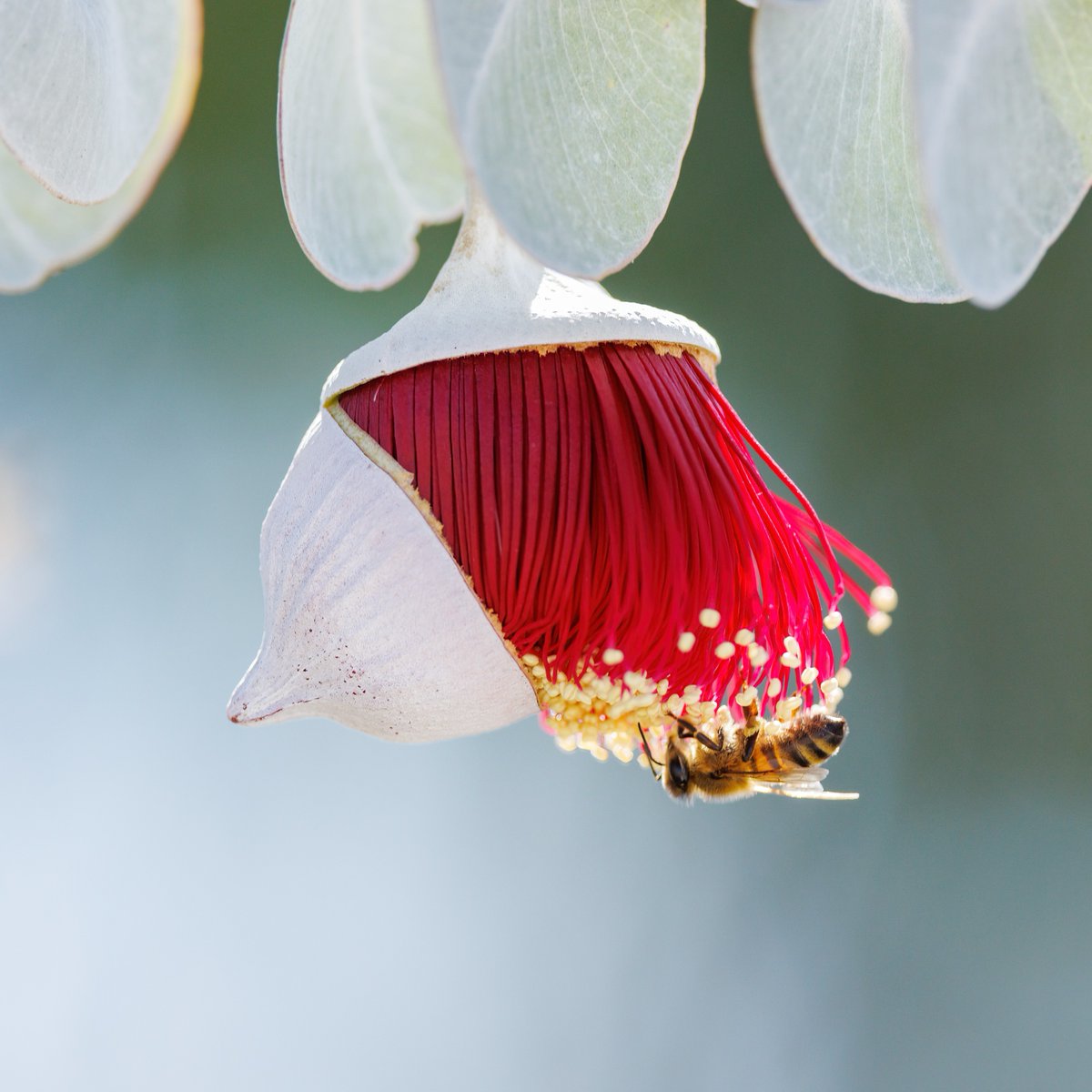 ScienceChannel's tweet image. Meet mottlecah, or Eucalyptus macrocarpa, which stands out as the largest blooms of any eucalyptus with heart-shaped leaves. Its massive red blooms can reach up to 10cm across! ❤️

📸: Robbie Goodall

#eucalyptus #mottlecah