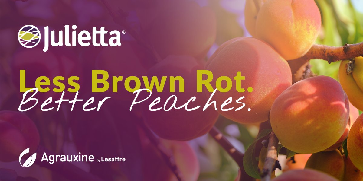 Agrauxine - North America tweet media