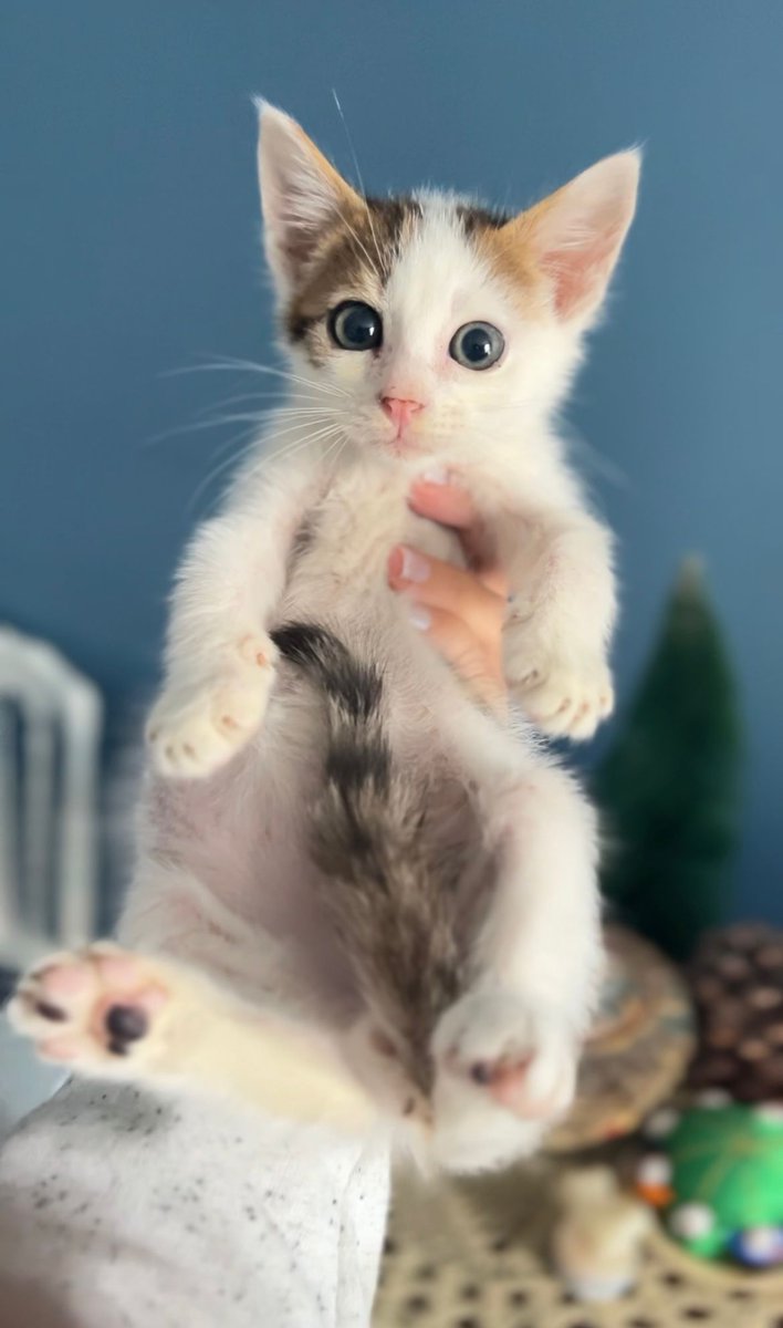 chandlerbingiz's tweet photo. 3 renkli bir erkek kedi mi😍

Bu nadir görülen yavruya yuva arıyorum.  İstanbul.

Paylaşır mısınız https://t.co/irMHnfr35n