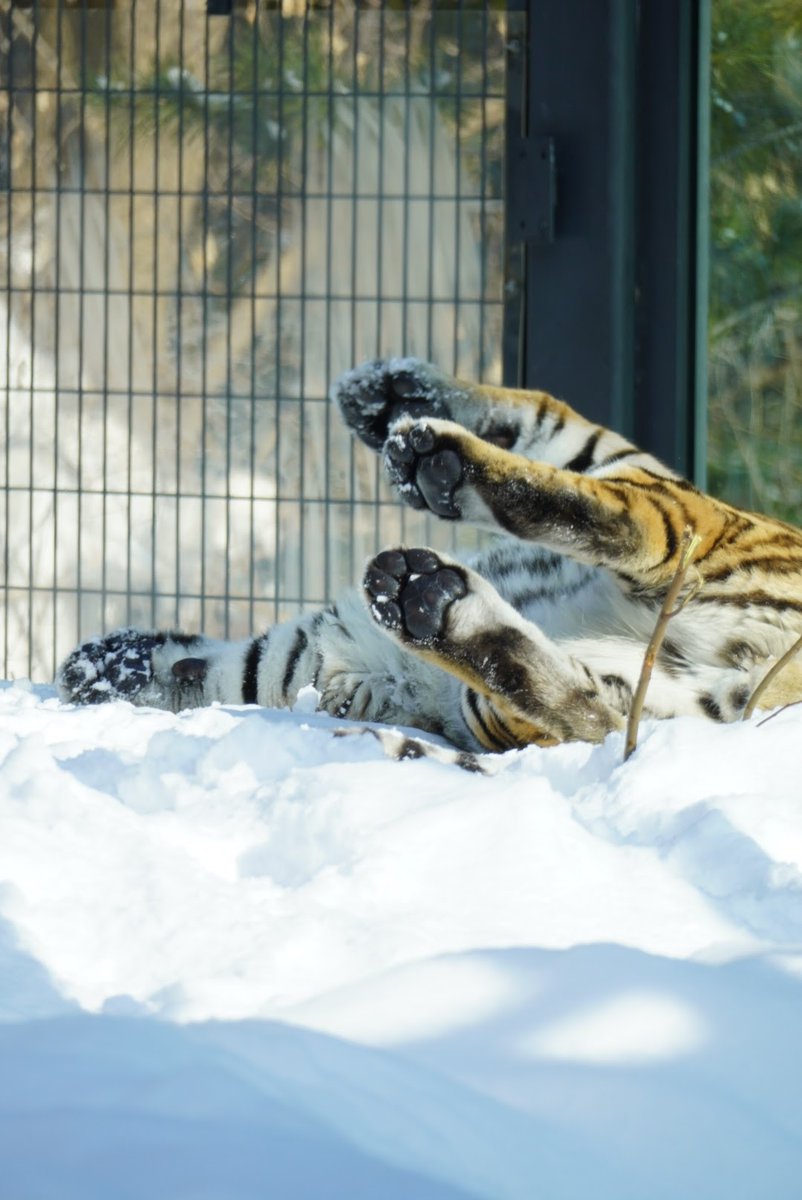 うに 𓃠𓃠 (@njbsun) / Posts / X