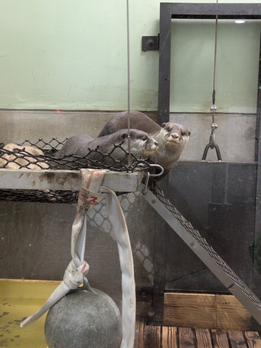 担当さん…まだかなぁ。 #福岡市動物園 #コツメカワウソ #ふく太 #げんた