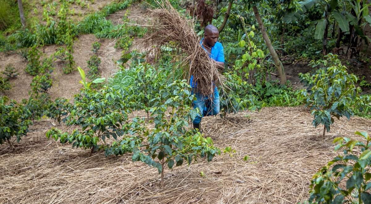 RwandAgriExport's tweet photo. One year after farmers planted around 1.4 million coffee and horticultural seedlings with NAEB’s support under #PSAC Project, the impact is already visible on the ground.

 Damascene Hakizamungu, a coffee farmer in @Nyamasheke, is one of them, motivated by the robust development of his seedlings.  

He looks ahead with optimism for higher yields, improved livelihoods, and a brighter future. 📈

#RwandaAgriExports #RwandaCoffee #RwandaTea #RwandaFresh