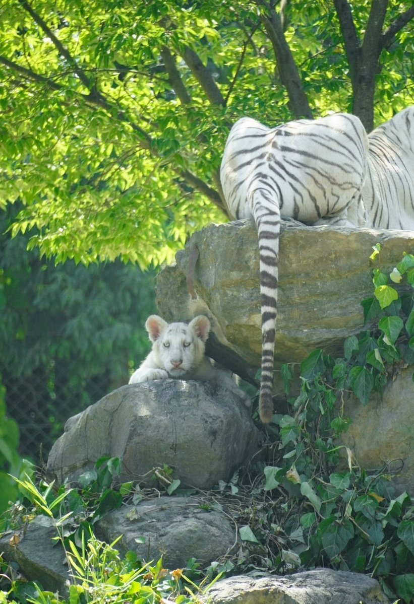 うに 𓃠𓃠 (@njbsun) / Posts / X