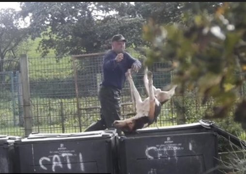 friendofthefox's tweet image. No, hunts don’t care about the hounds