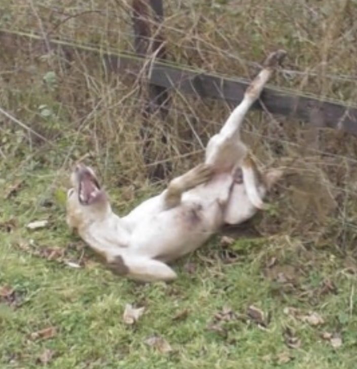 friendofthefox's tweet image. No, hunts don’t care about the hounds