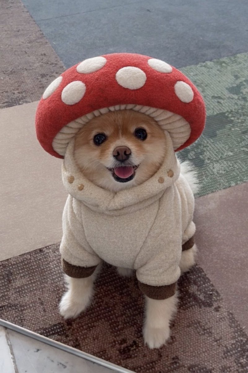 ポメラニアンこまめ (@gfPaOgtThRvy6QP) / Posts / X