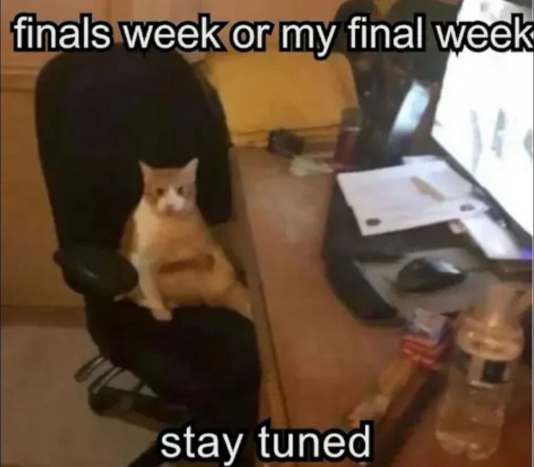 WholesomeMeme's tweet image. 