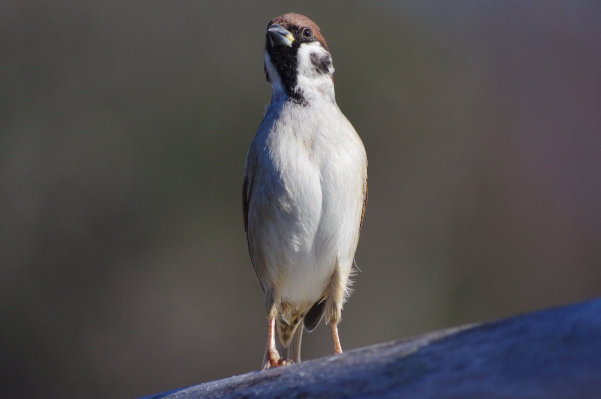 トランザムしそう！！！