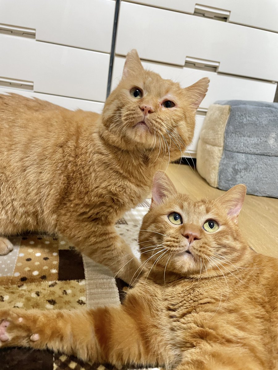 猫アレルギーのおばちゃんとても目がかゆい。笑 また明日。