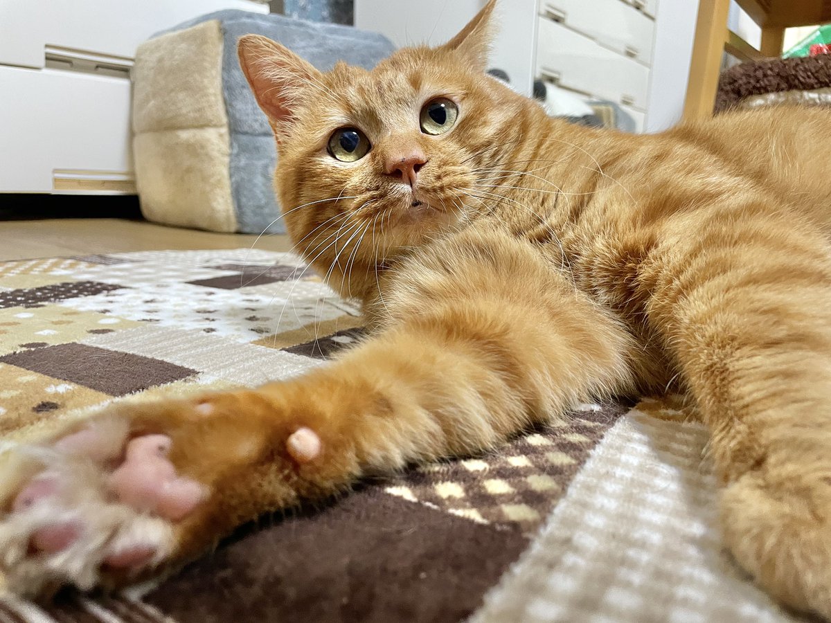 猫アレルギーのおばちゃんとても目がかゆい。笑 また明日。