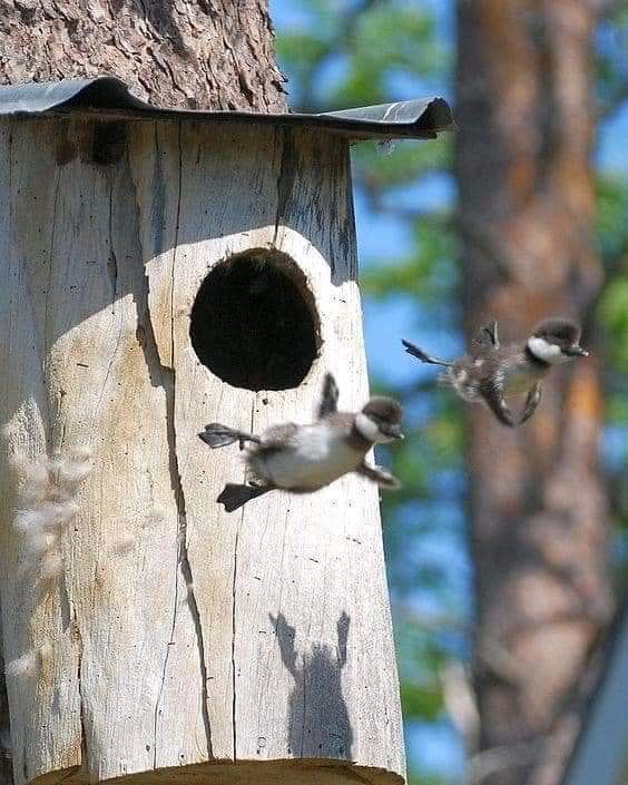 Thebestfigen's tweet image. The first day of their flight.