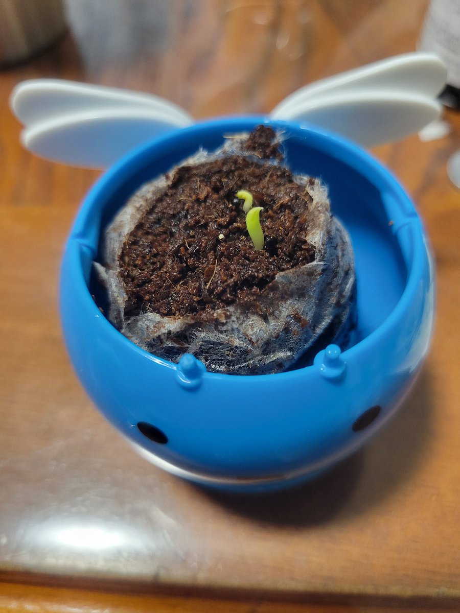 BD_sigure_EXEST's tweet photo. ガチャガチャのサボテンから芽が出ました！！
発芽まで約二週間、立派なサボテンに育てます！ https://t.co/KWQbzEABBH