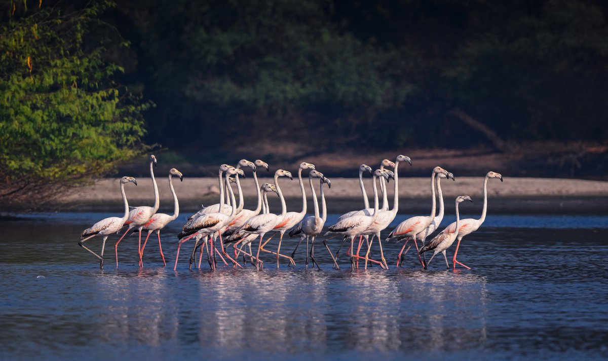 NikonIndia's tweet photo. Quiet coordination unfolds across water, air, and light

Captured by #NikonCreator Lalit Rajora (@lalitrajora1)
NIKON Z 9, AF-S NIKKOR 500mm f/5.6E PF ED VR

For information on products, offers and more, visit https://t.co/O2lv6tbfaS

#Nikon #NikonIndia #NIKKOR #NikonPhotography https://t.co/JWkVKmH3ss