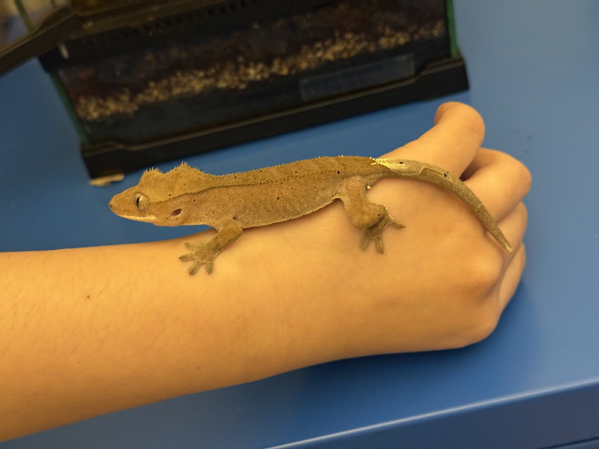 어제밤새 탈피해서 깔끔해진 도마뱀