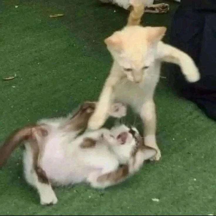 𖣂 Mingyu, dwn tweet media