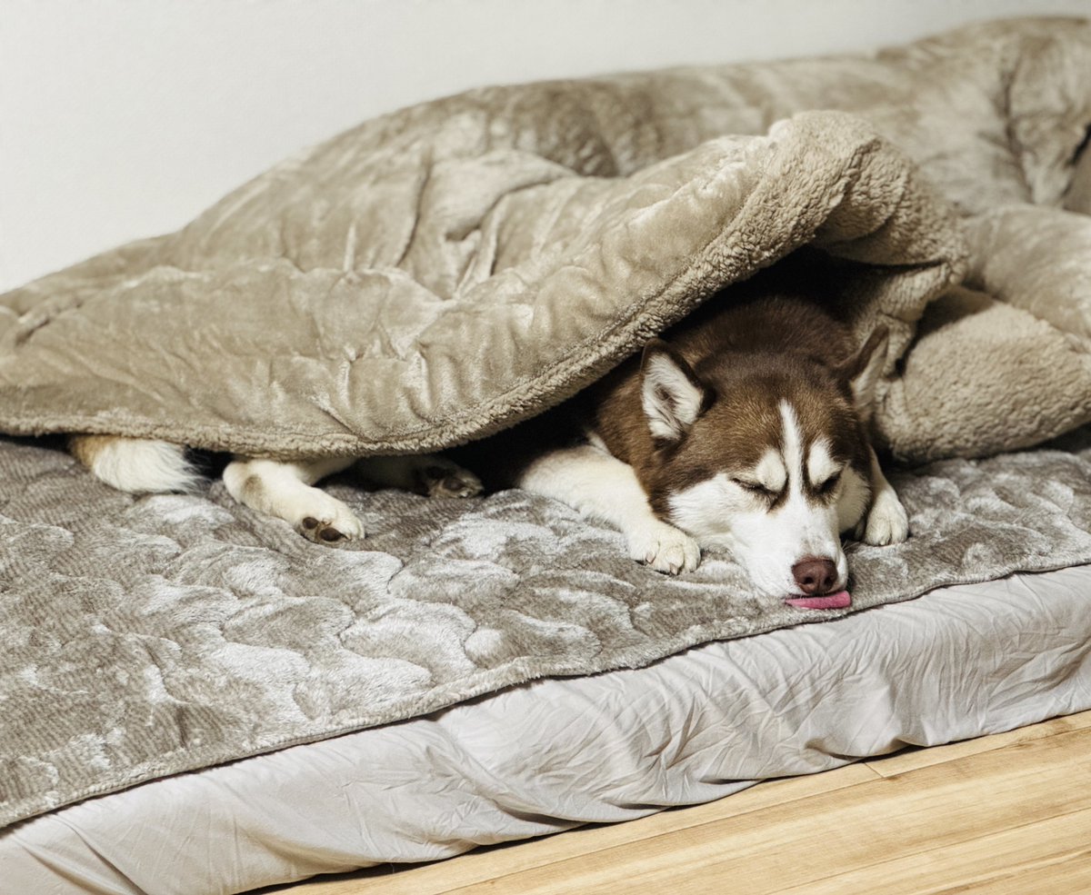 西アフױ力で飲む、いつもの味。 (@lunan18) / Posts / X