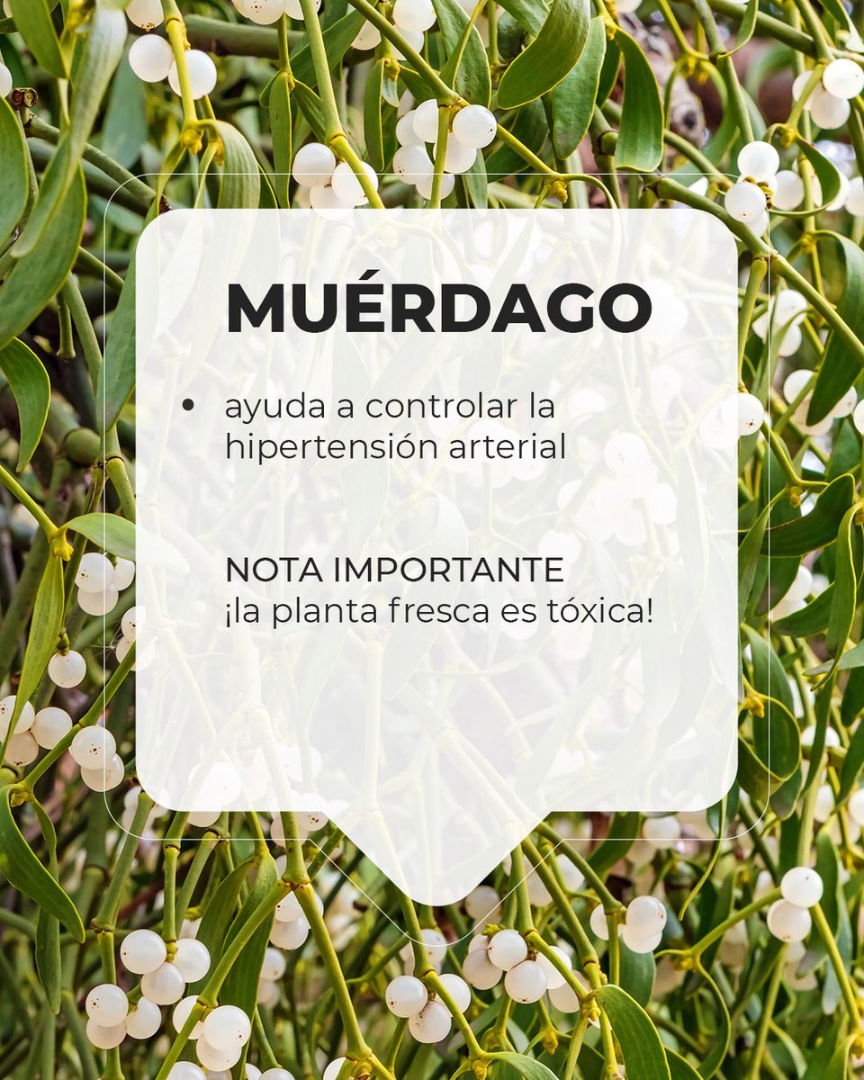 Soria Natural tweet media