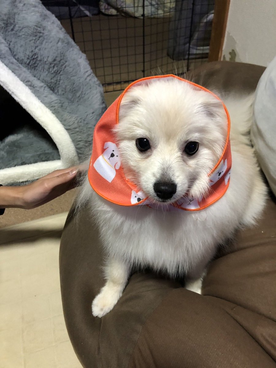 chamocolab22's tweet image. 流行りのやつに乗っかってみました🤣
可愛い✨️✨️
実際に欲しーい😍
 #ポメラニアン #ポメプー #犬の居る暮らし #犬好きさんと繋がりたい #chatGPT