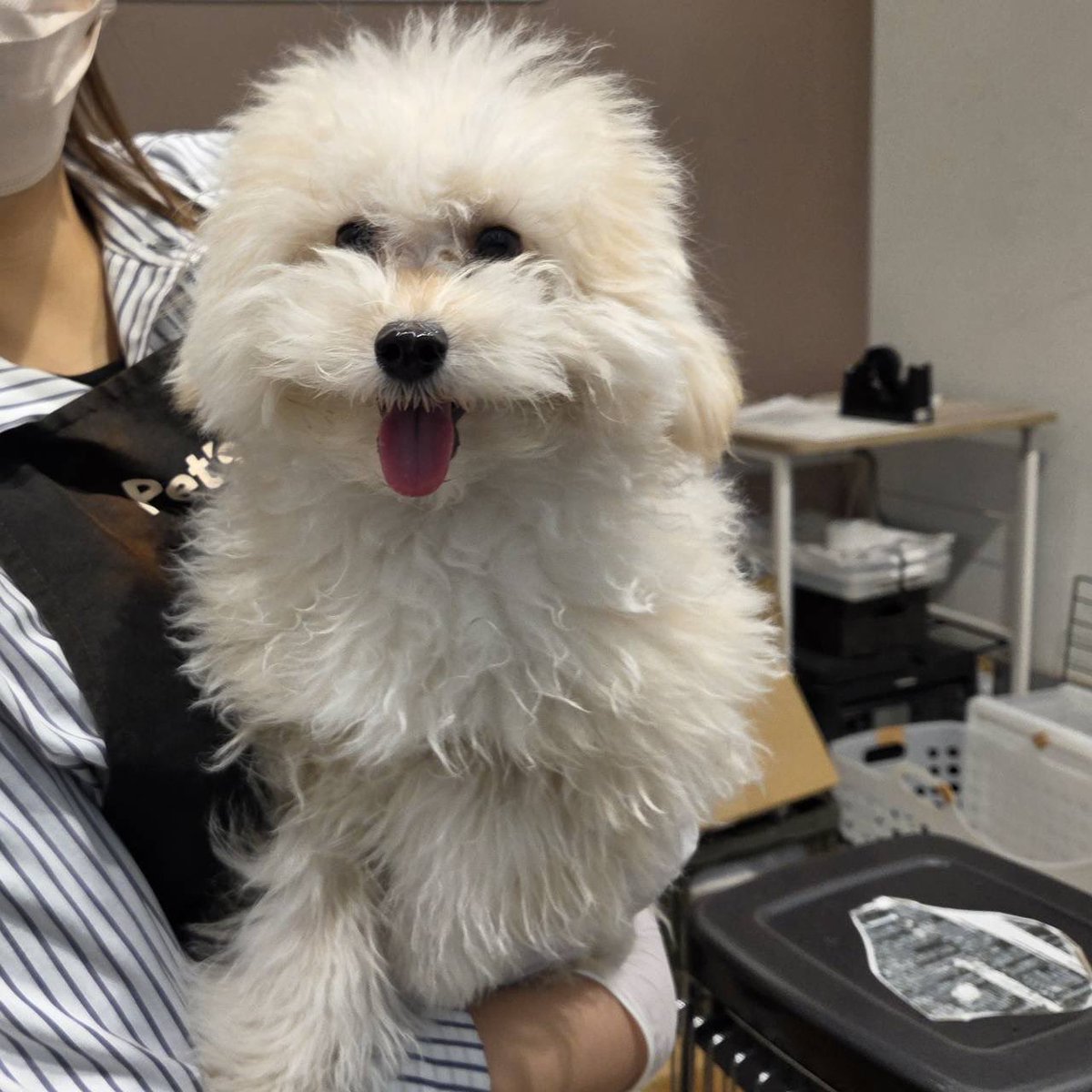 chamocolab22's tweet image. 流行りのやつに乗っかってみました🤣
可愛い✨️✨️
実際に欲しーい😍
 #ポメラニアン #ポメプー #犬の居る暮らし #犬好きさんと繋がりたい #chatGPT