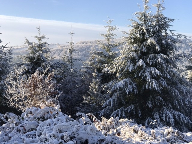FriendsMortimer's tweet photo. Nature Newsletter - Friends of Mortimer Forest - https://t.co/PNhSSN6n10 https://t.co/8wSimTWlNv