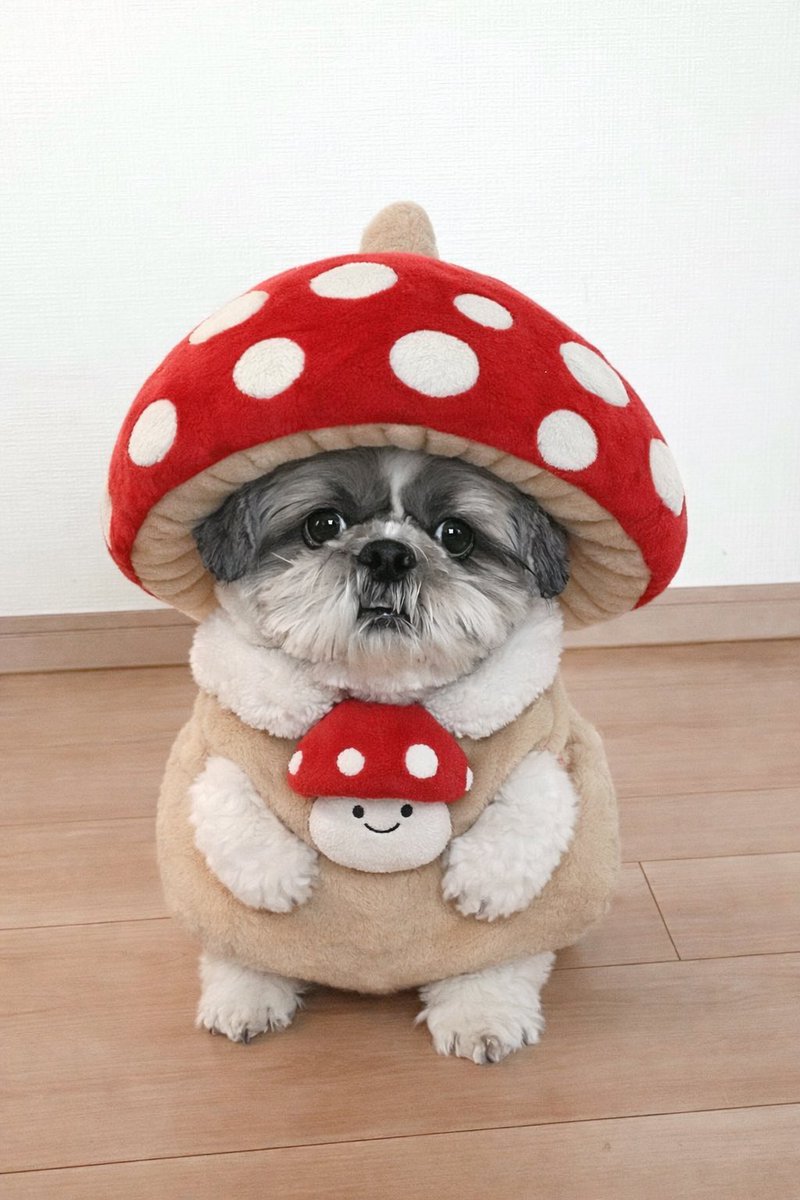 大きいシーズーたぬきち (@tanuki20200215) / Posts / X