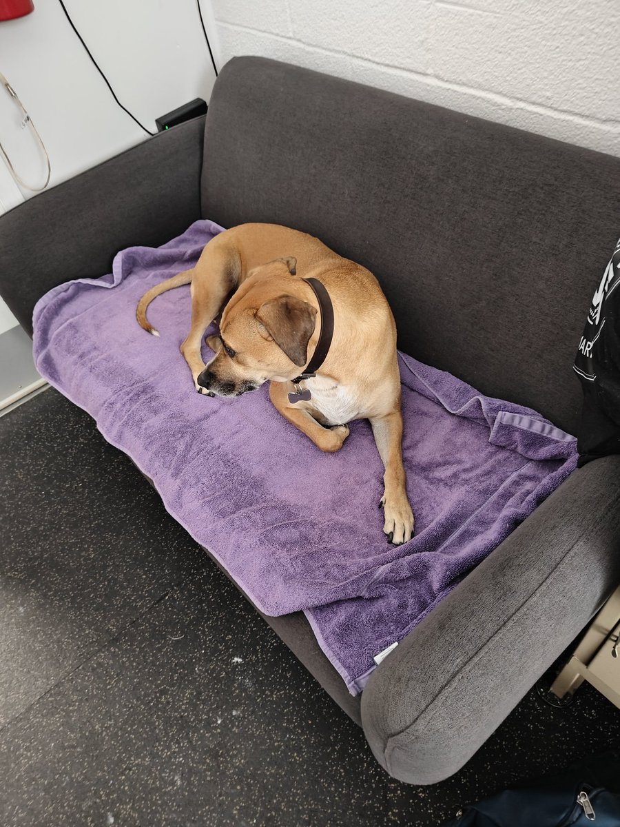 Tomrade Borgar tweet media