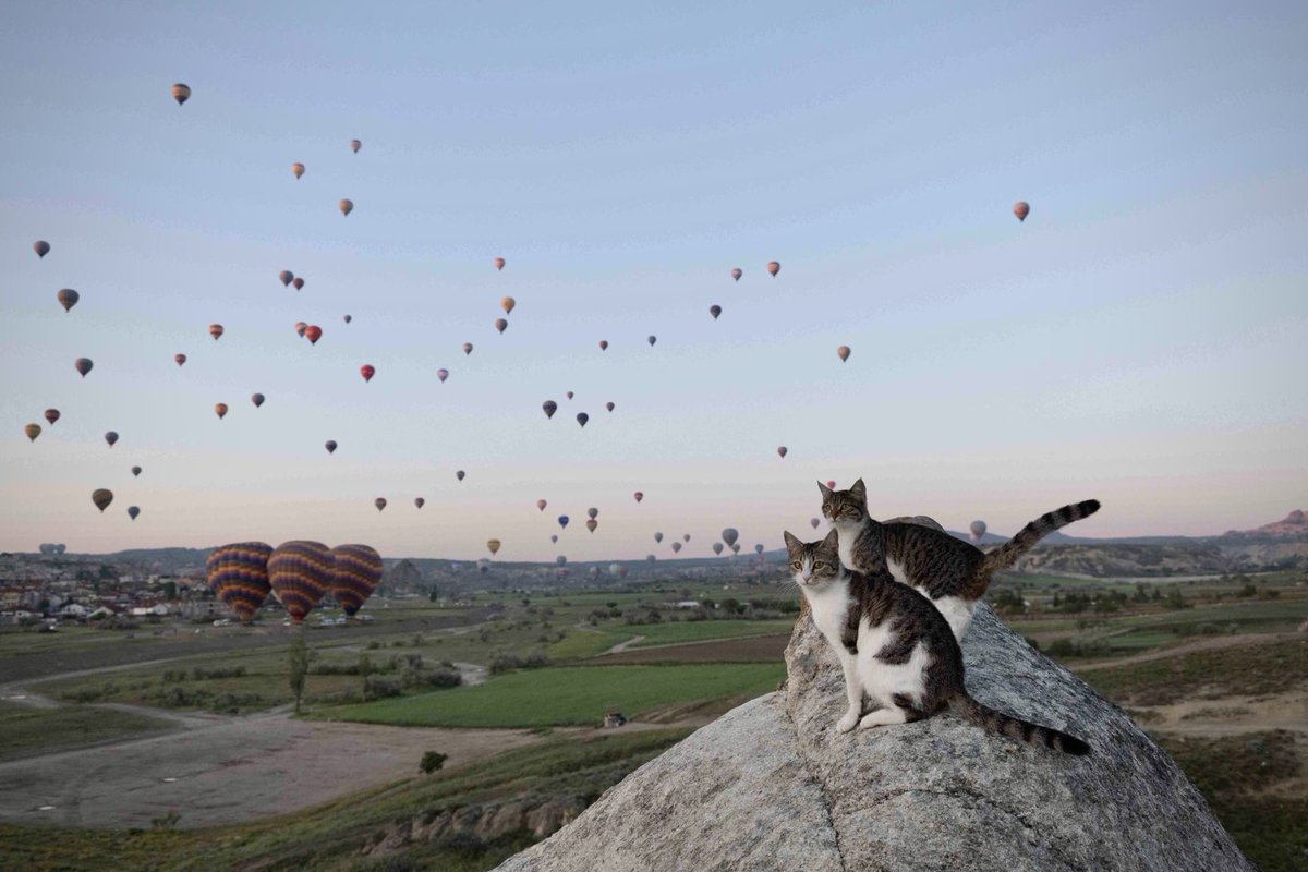 岩合光昭 tweet media