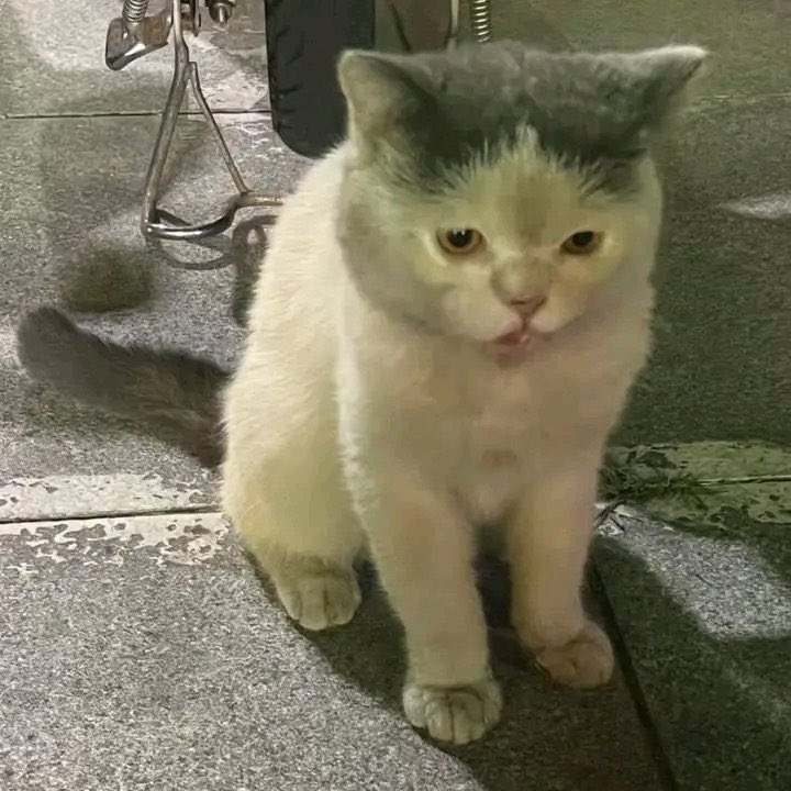 godxfjm's tweet image. พิ่ เขาบอดแถวนิ่มีแมวโบราน

พิ่เคยเห้นมั้ย น่าตาเป้นงัย