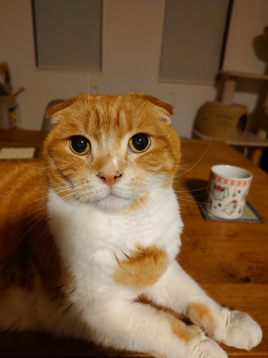 ウニ (@ume_rui_seo) on Twitter photo 