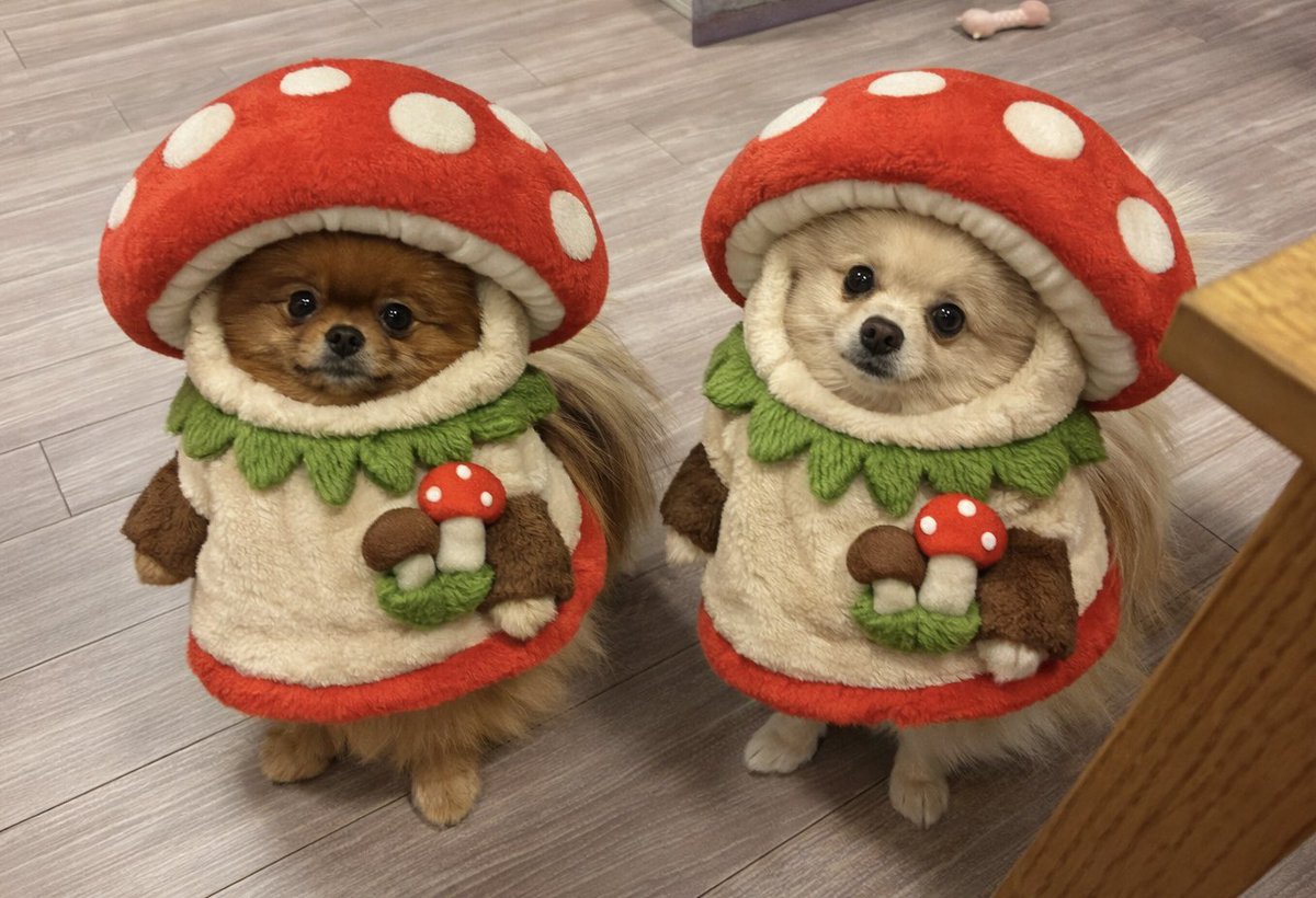 みるも ミルモとポン！ (@mirumo__pon) / Posts / X