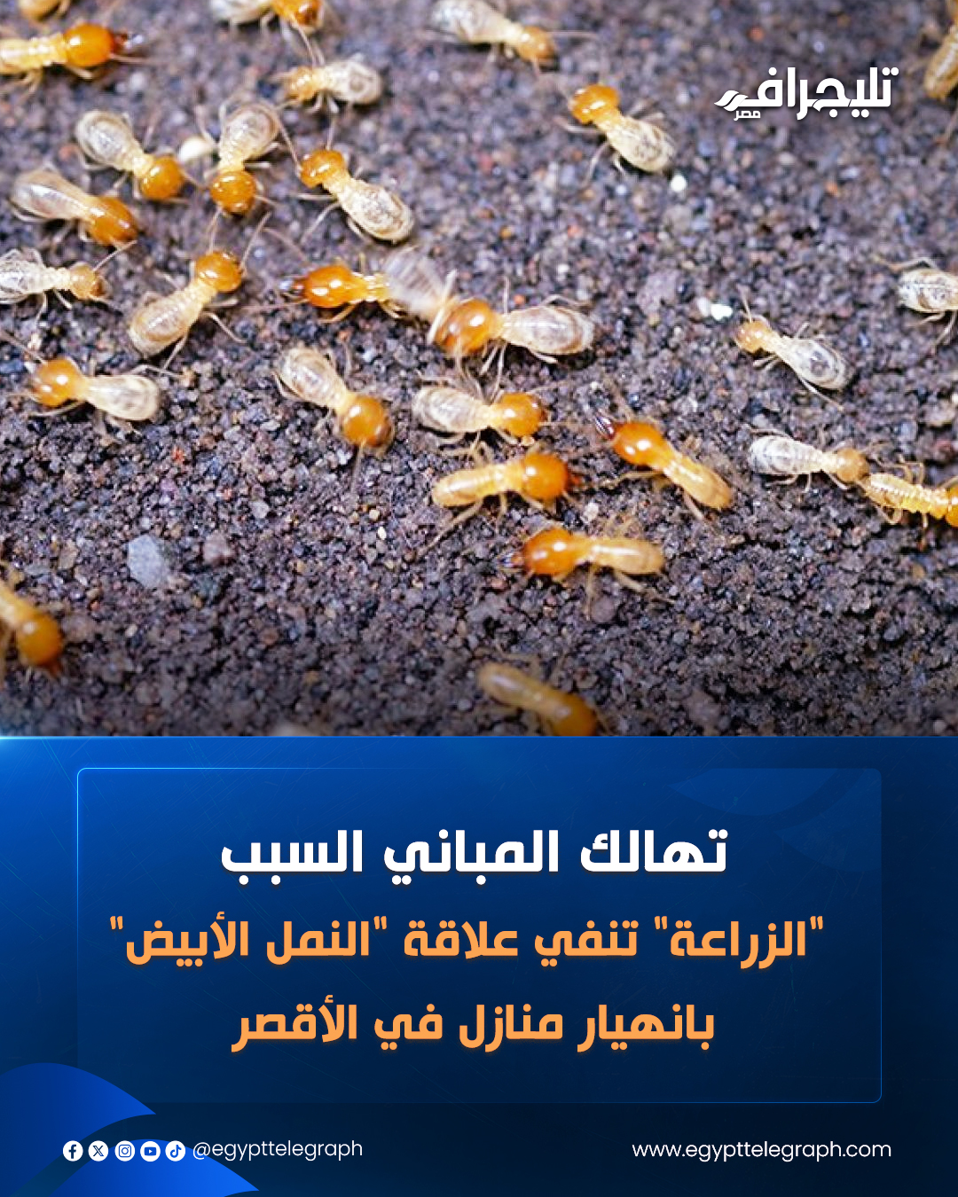 نفت وزارة الزراعة واستصلاح الأراضي، ما تم تداوله مؤخراً حول تسبب حشرة "النمل الأبيض" في سقوط 3 منازل بقرية الدير بمحافظة الأقصر، مؤكدة أن المعاينات الميدانية واللجان الفنية أثبتت عدم صحة الادعاء بأن النمل الأبيض السبب وراء تساقط هذه المنازل. وأكد التقرير الفني للجنة أن فحص المنازل المنهارة، أن السبب الحقيقي للانهيار هو تهالك المباني، حيث إنها مشيدة من "الطوب اللبن" الذي لم يعد يصمد أمام العوامل الزمنية وتأثيرات الرطوبة، مما أدى لضعف هيكلها الإنشائي وسقوطها #تليجراف_مصر 