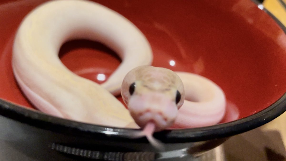 Templum_sp's tweet image. 焼き色ついたお餅みたいだね