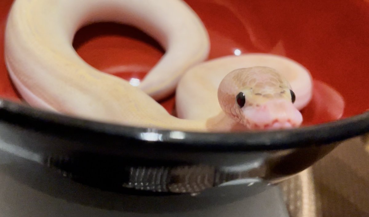 Templum_sp's tweet image. 焼き色ついたお餅みたいだね