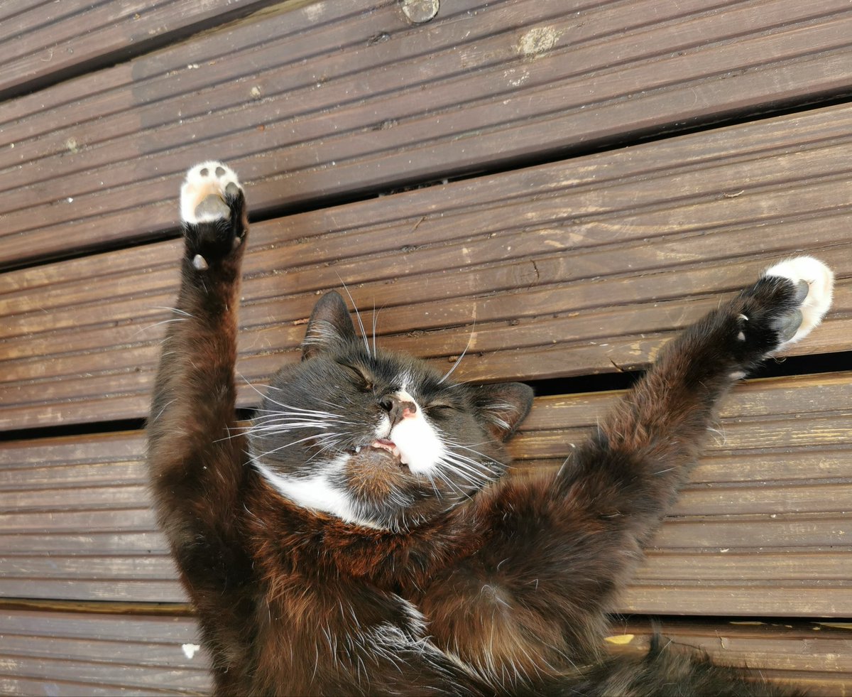 Goodnight Barry 💔 Life or the Legion won’t ever be the same again. I hope you find a sunny spot up there with the gang. You were a legend. Until we meet again 💖 2011-2025