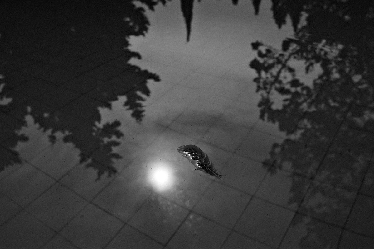 usaps's tweet image. DAY22
251222
X-H2SVOIGTLÄNDER 27MMULTRON
ONLYFRGMT BW RECIPESETUP LOCKED
STRAIGHT OUT OF CAMERANO EDITS
FRAGMENT STYLE.FRGMT x HIROSHI RECIPE RUNNING NAKED ON THE SENSOR
FUCKED-UP B&amp;amp;W MOMENTS
APHOTOEVERY DAY IN DEC.
#FRGMT31
#FUJIFILMXH2S
#VOIGTLANDER27MM
#FRGMTBW
#FUJIFILM
#BNW